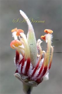  Stamens (5), staminodes (9) and pistil
